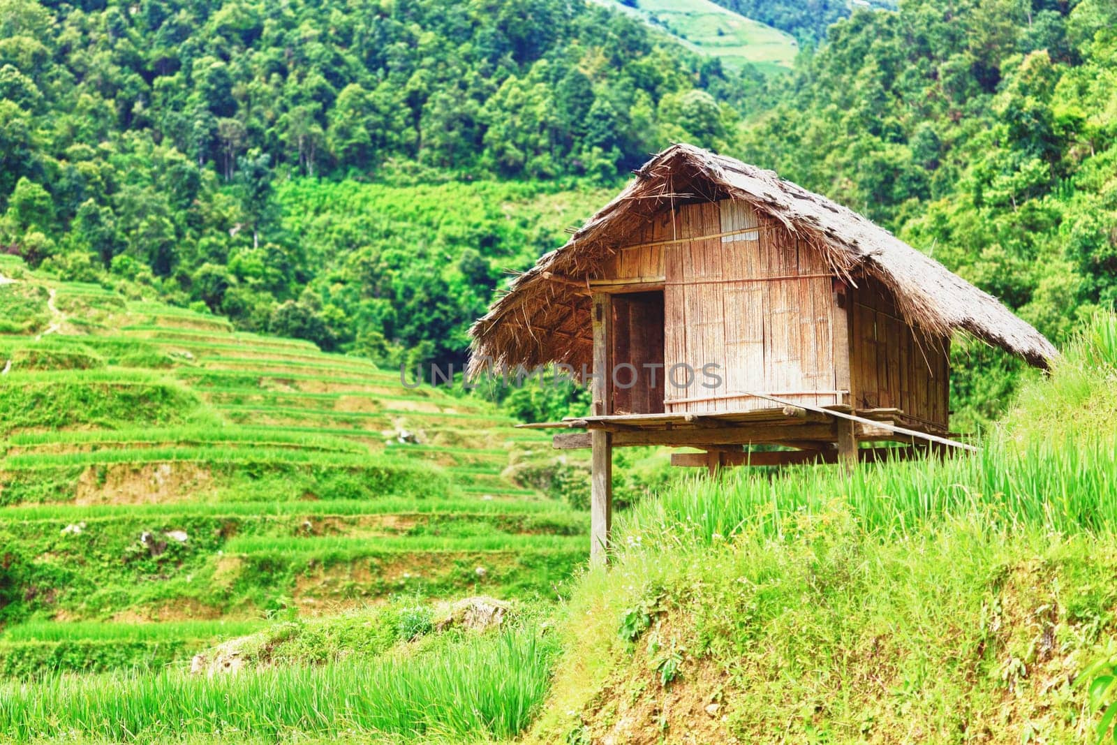 Landscape with a hut in the paddy rice terraces.