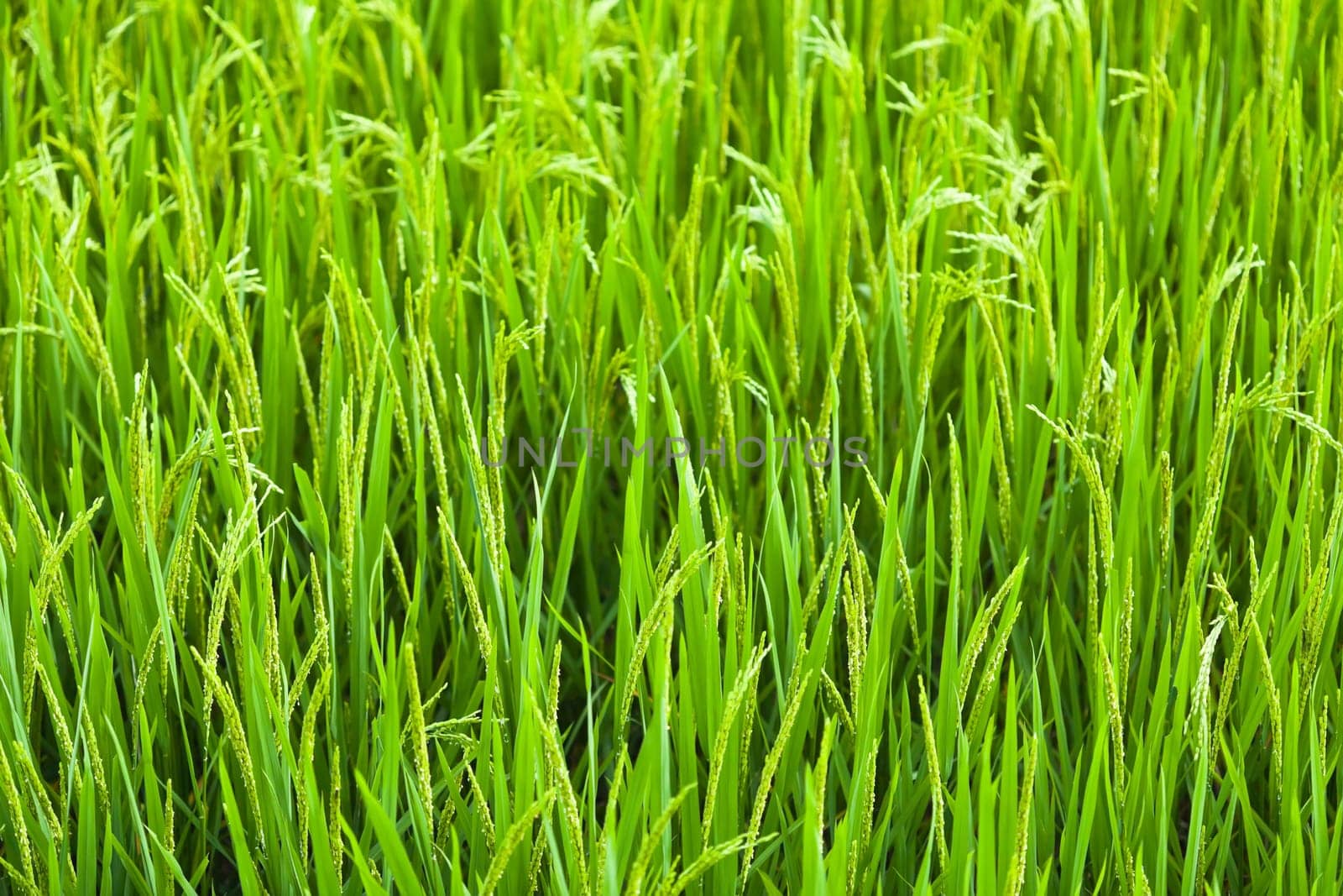 Green ear of rice closeup. Paddy fields.