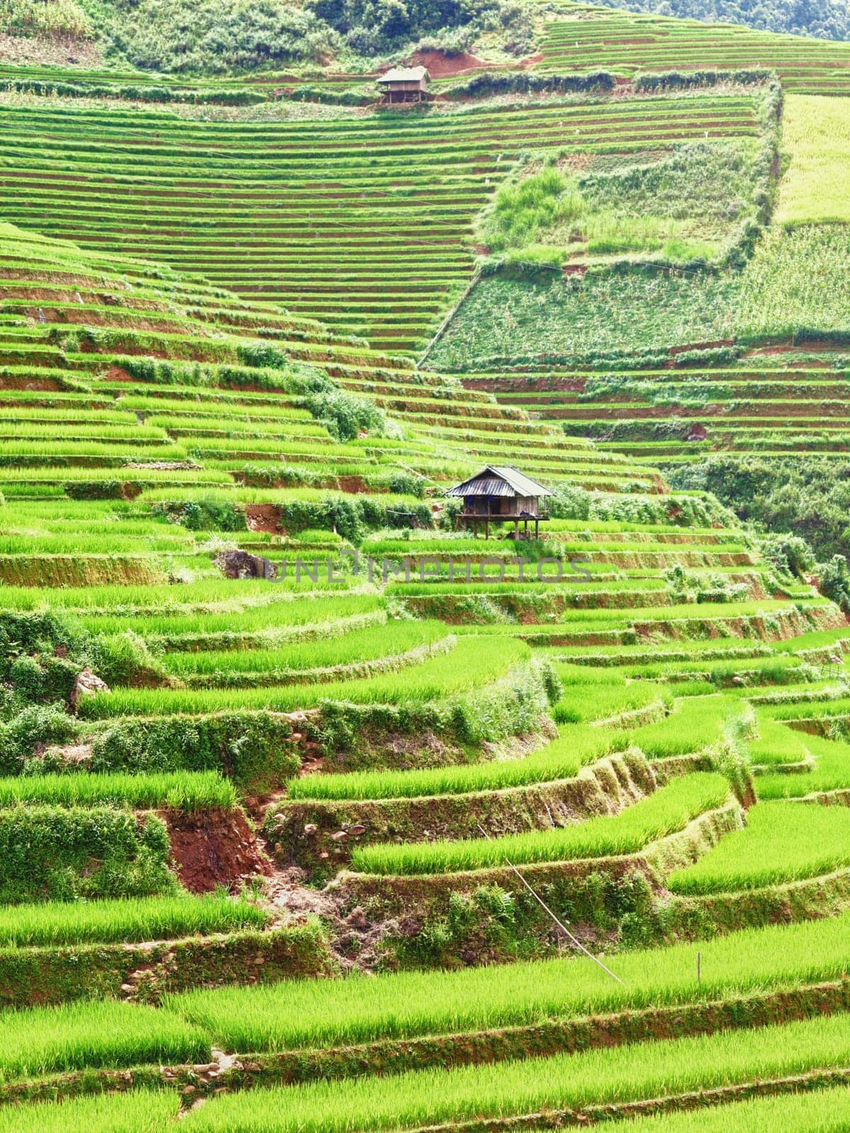 Beautiful view of a paddy rice fields
