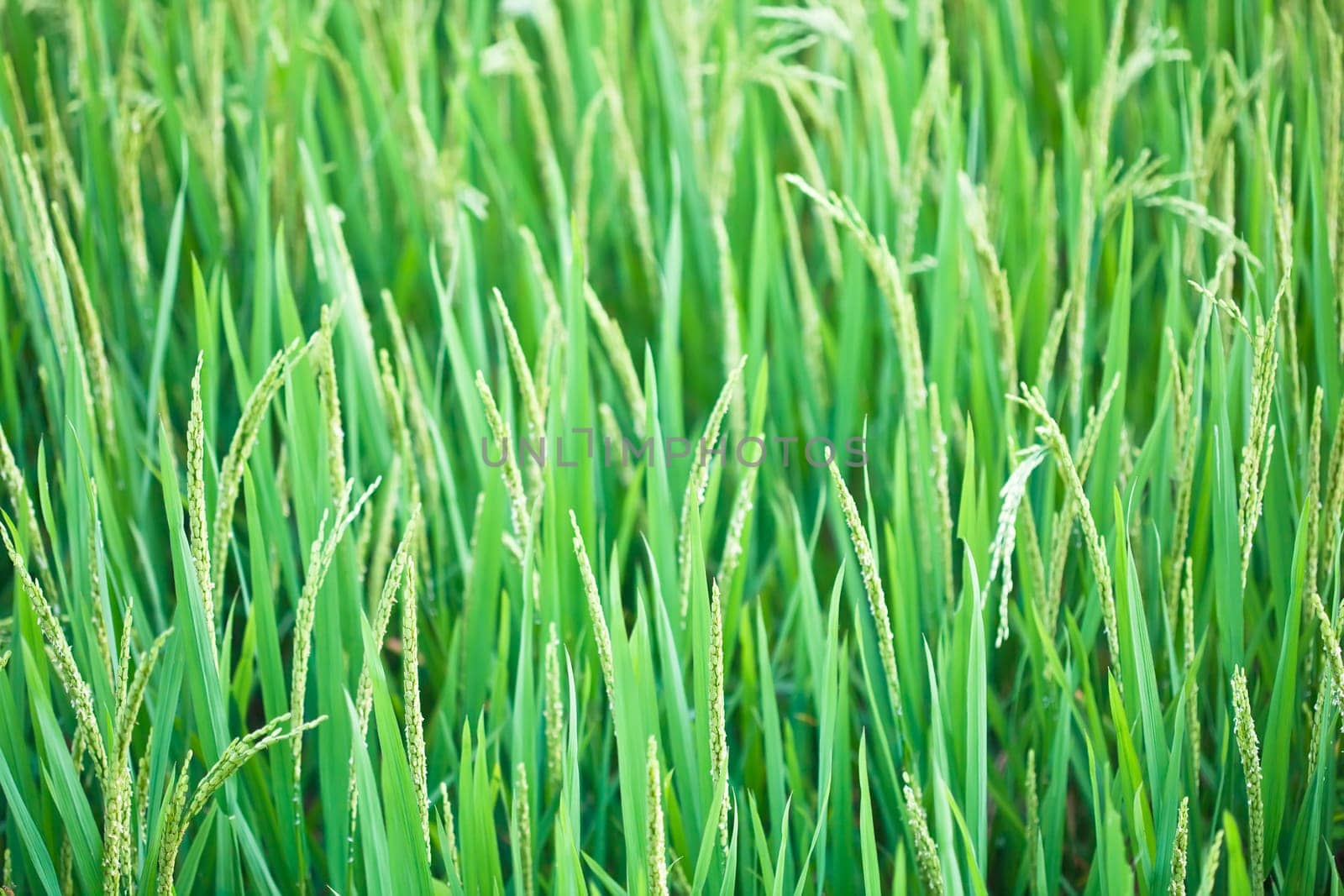Green ear of rice. Paddy fields. Vietnam
