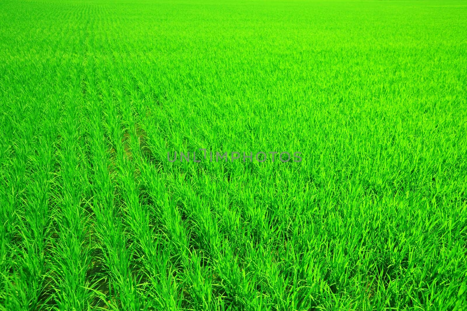 Green background. Rice field. Vietnam