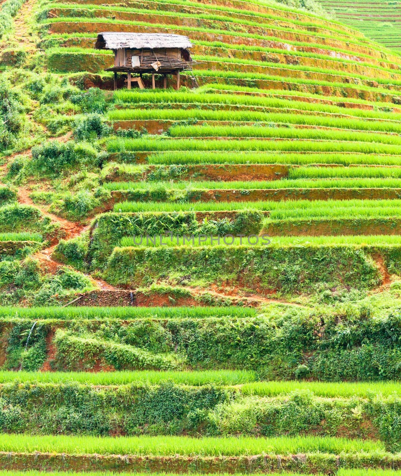 Beautiful view of a paddy rice fields