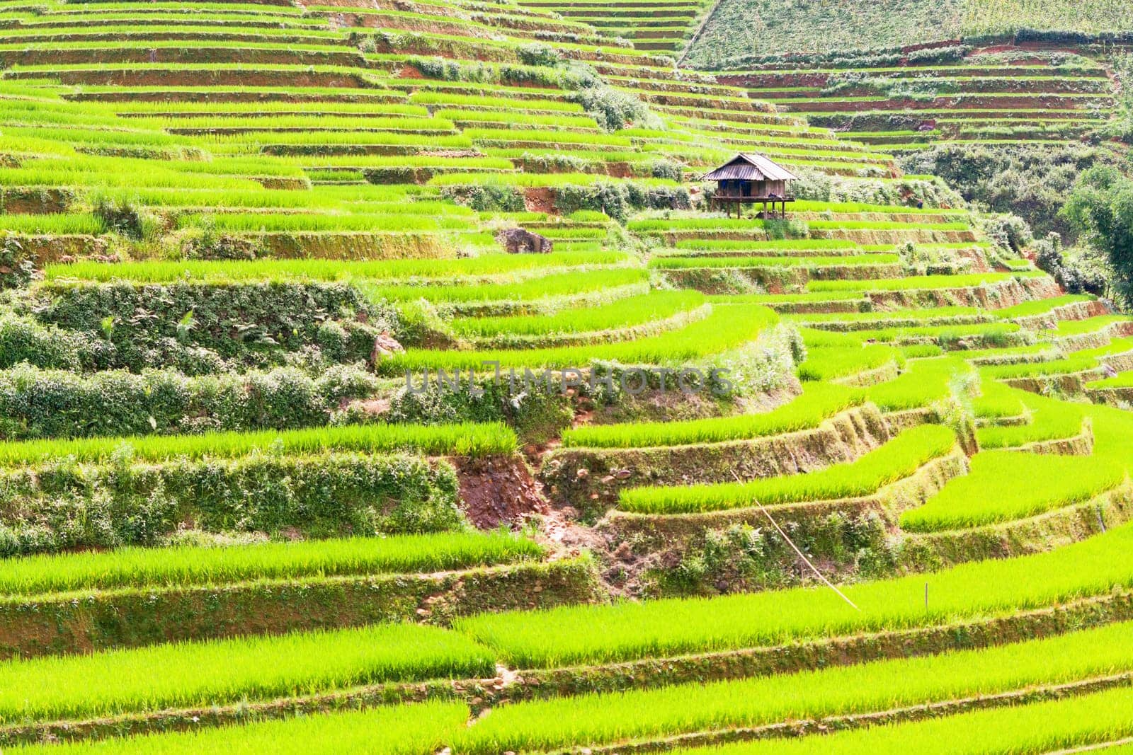 Beautiful view of a paddy rice fields