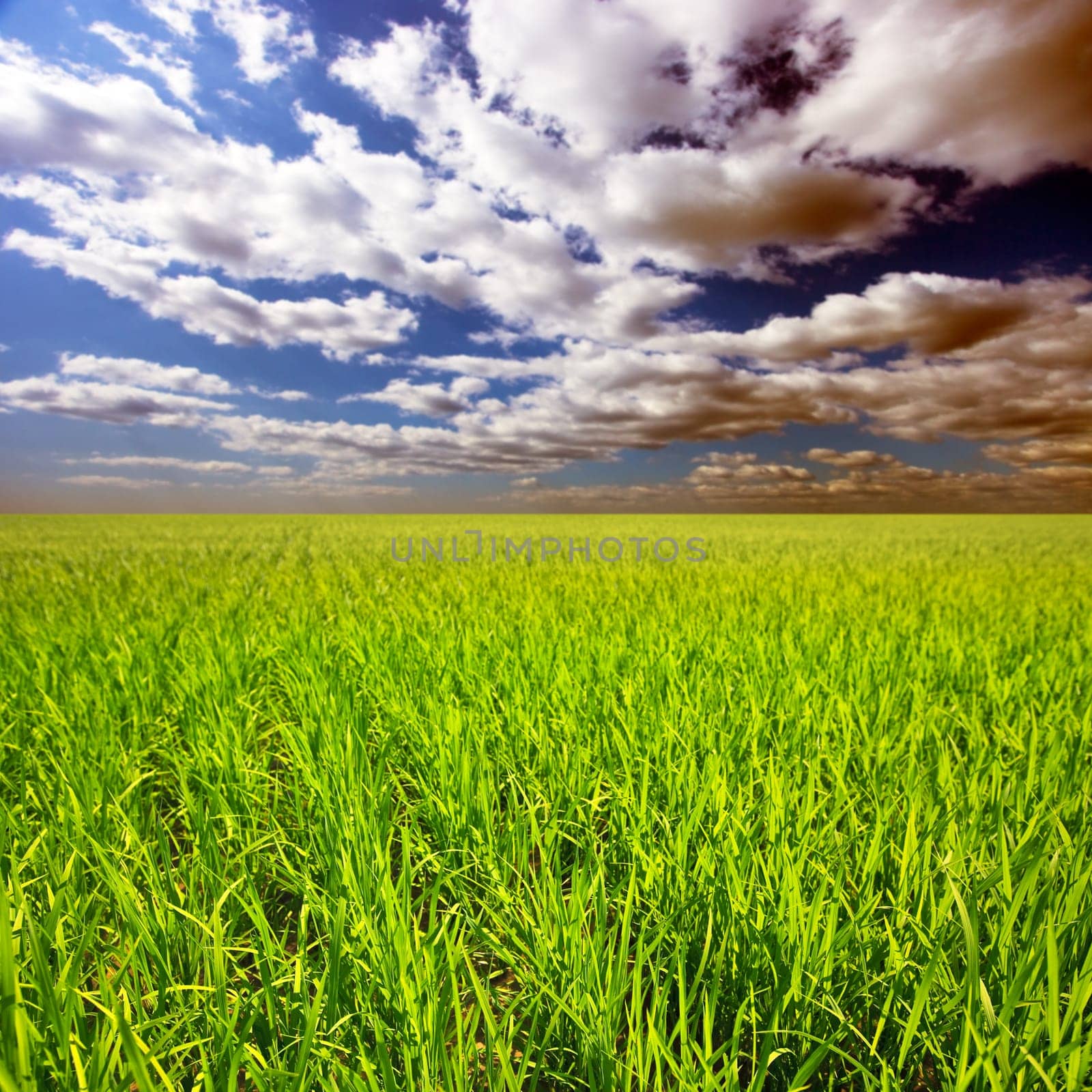 Green rice field at sunset time. Central Vietnam