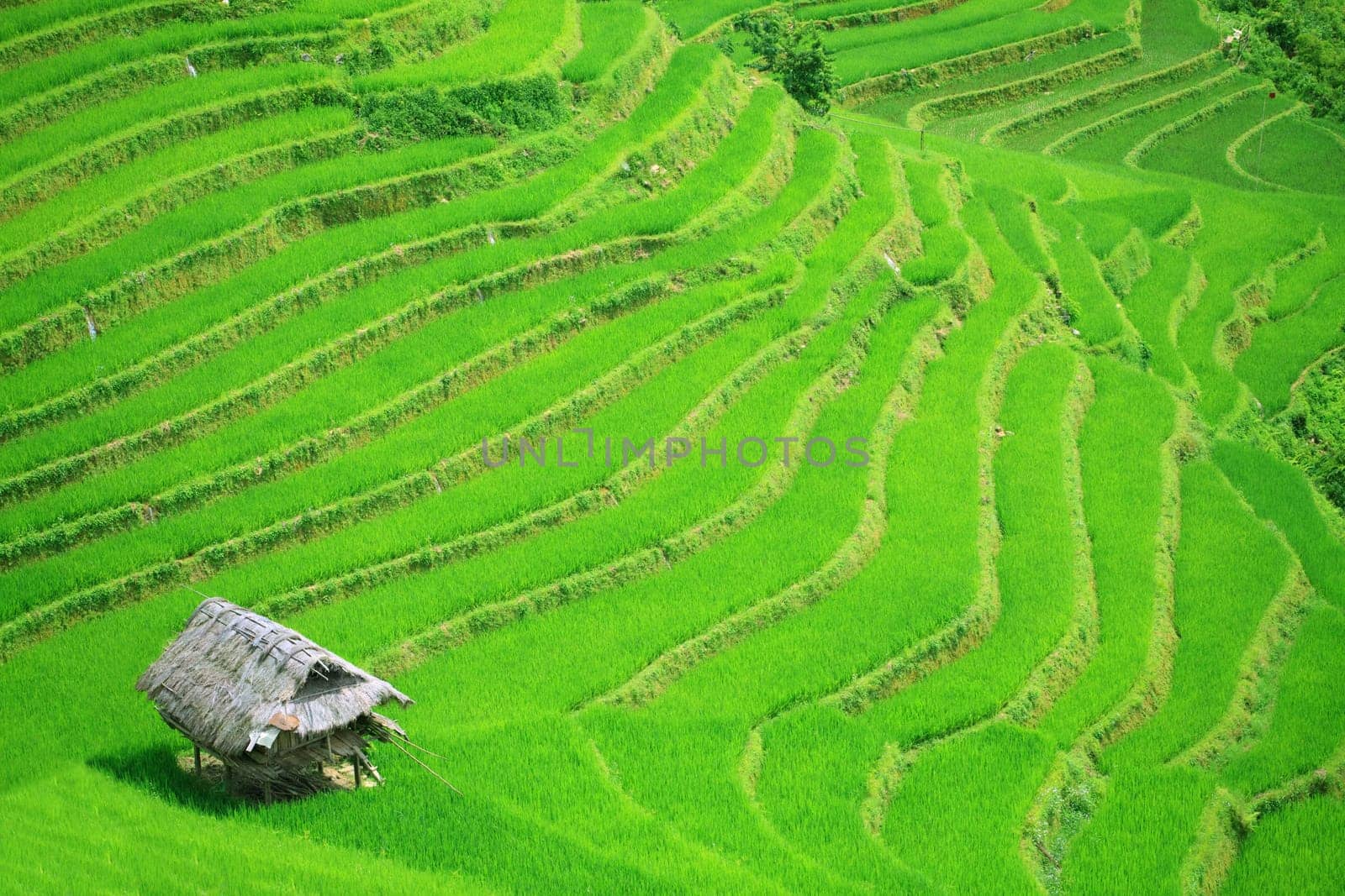 Rice field terraces at northern Vietnam