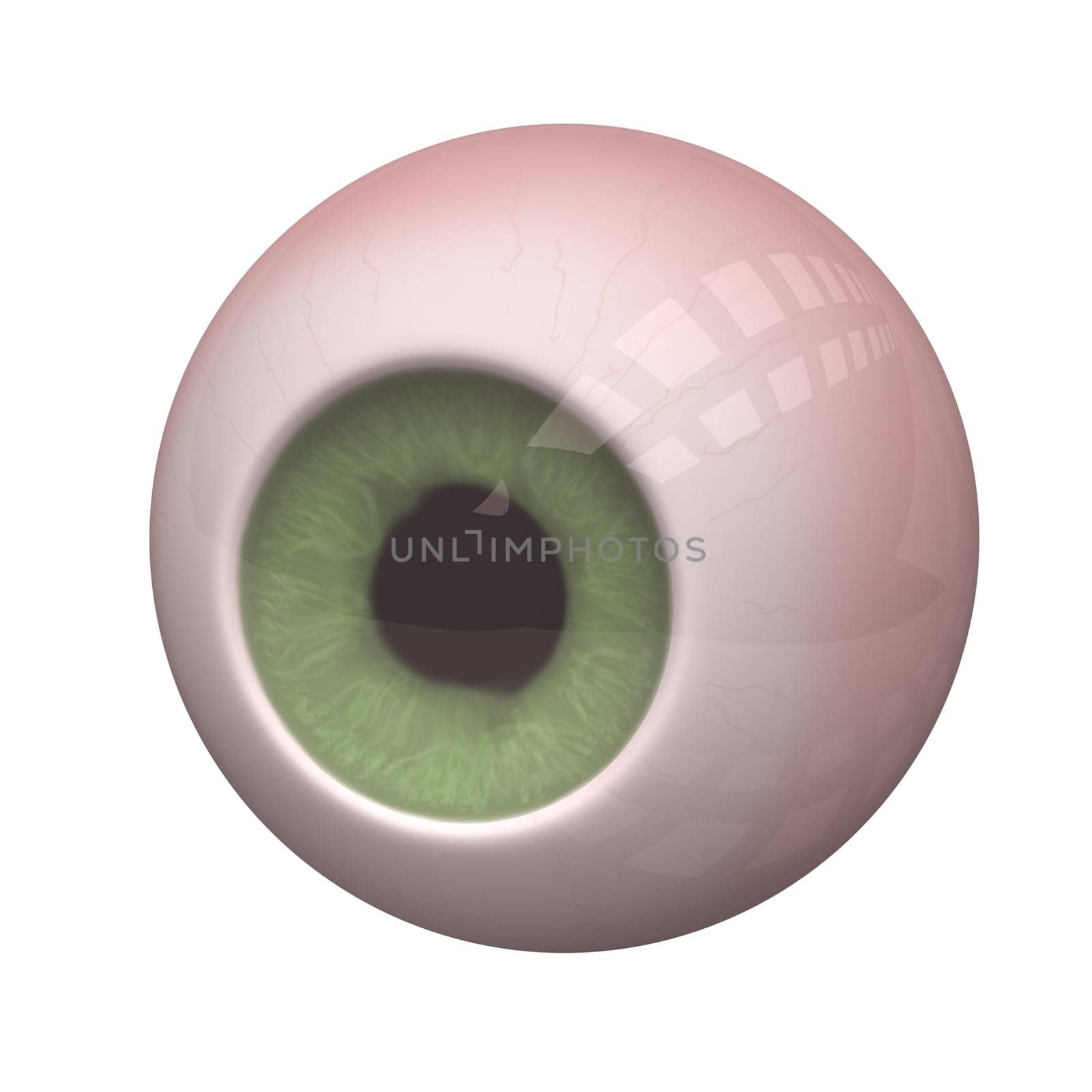 3d illustration of the eye on the white background.