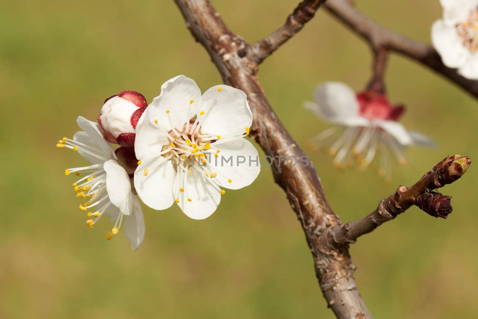 Blossom of apricot,close-up of a branch in spring
