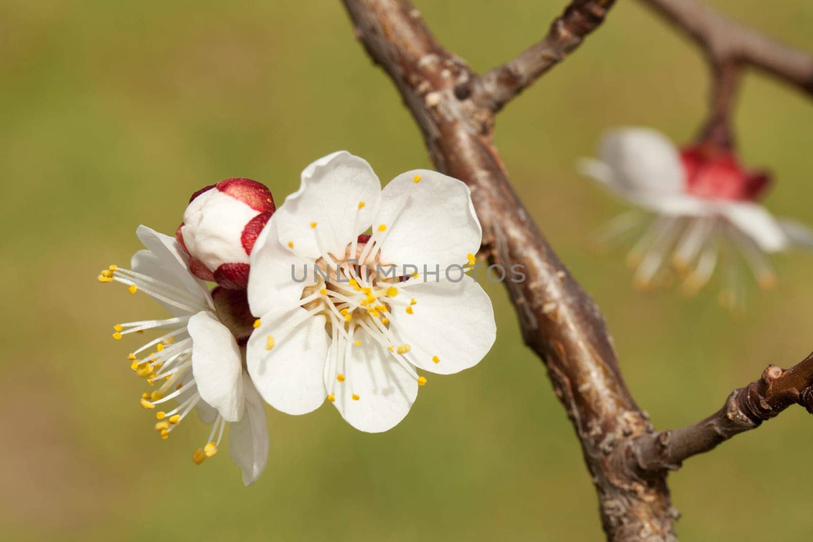 Blossom of apricot,close-up of a branch in spring