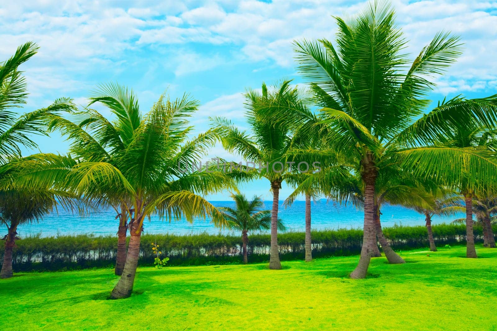 Tropical garden near the ocean