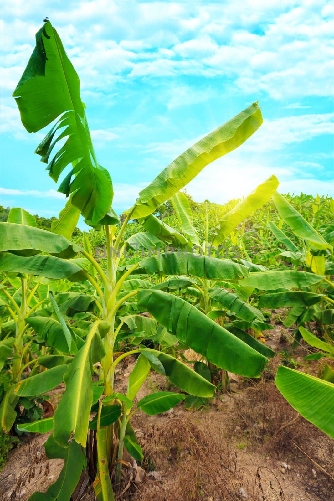 Banana plantation. Khanh Hoa province. Vietnam