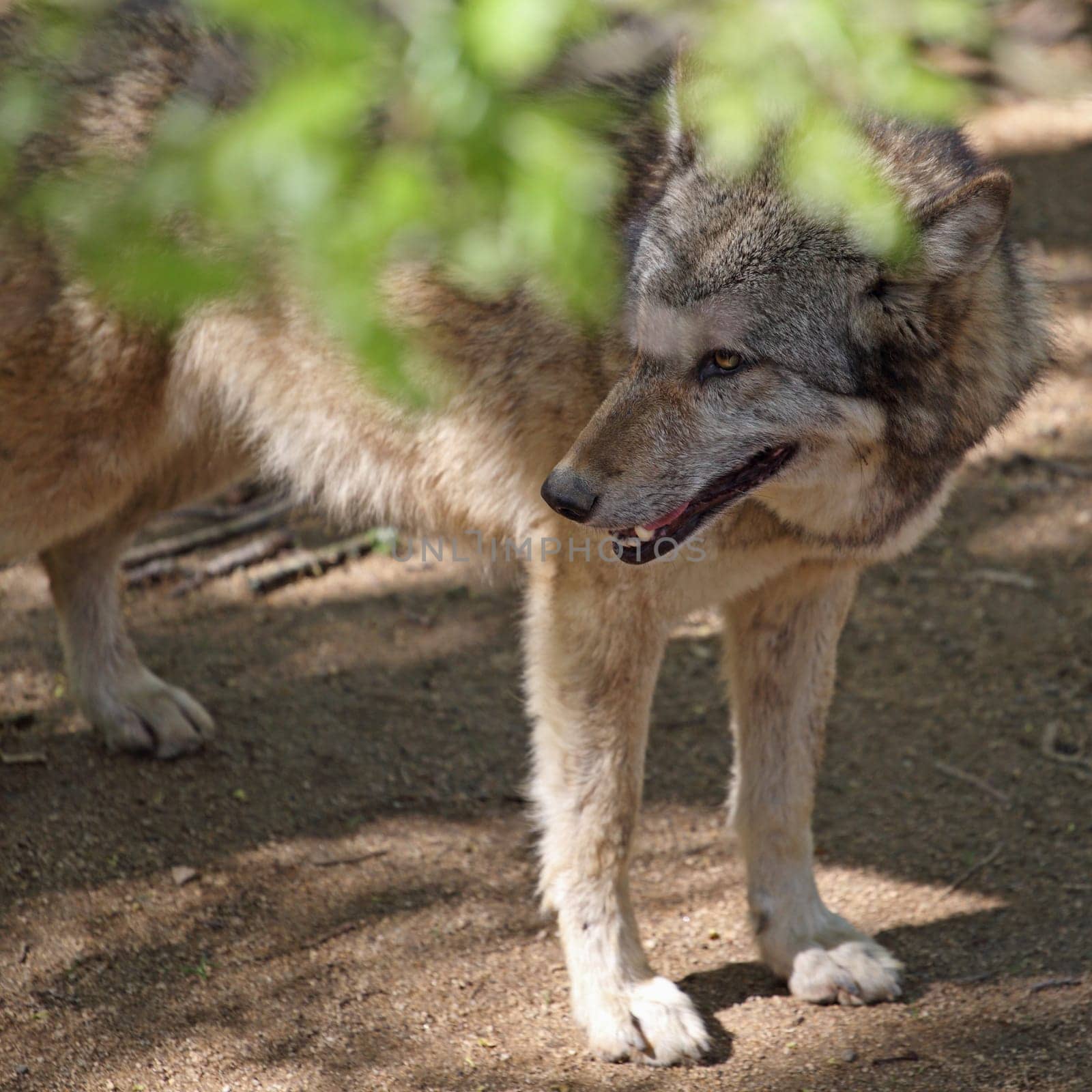 details of a gray wolf in captivity