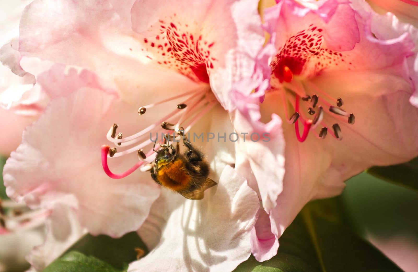 Pink Rhododendron flowers with bumble bee in spring