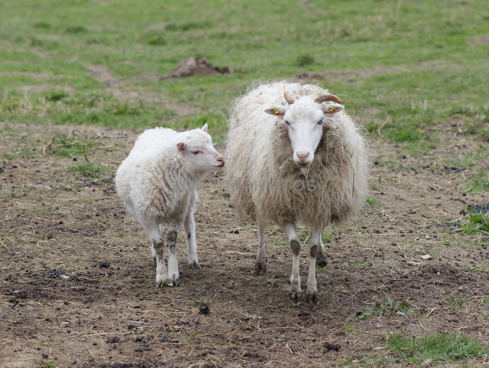 Skudden sheep with lamb