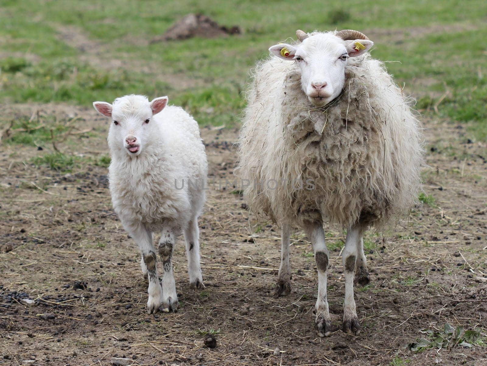 Skudden lamb sticks out its tongue