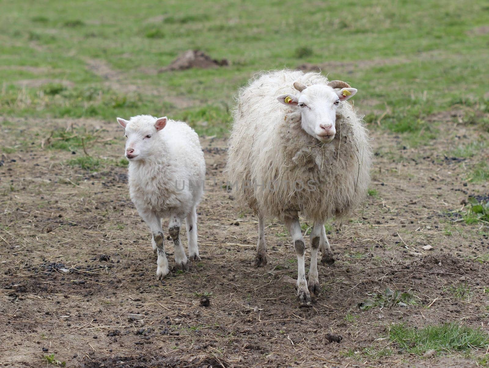 Skudden sheep with lamb