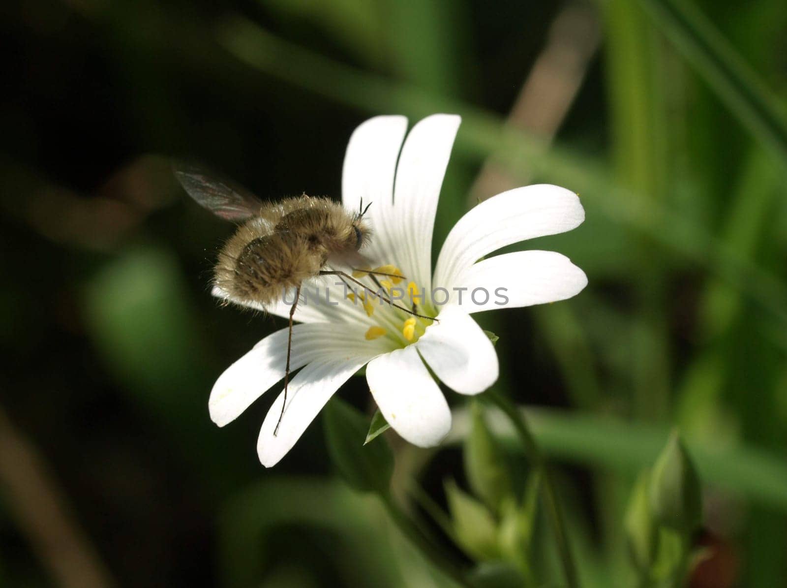 Great Woolly Floater