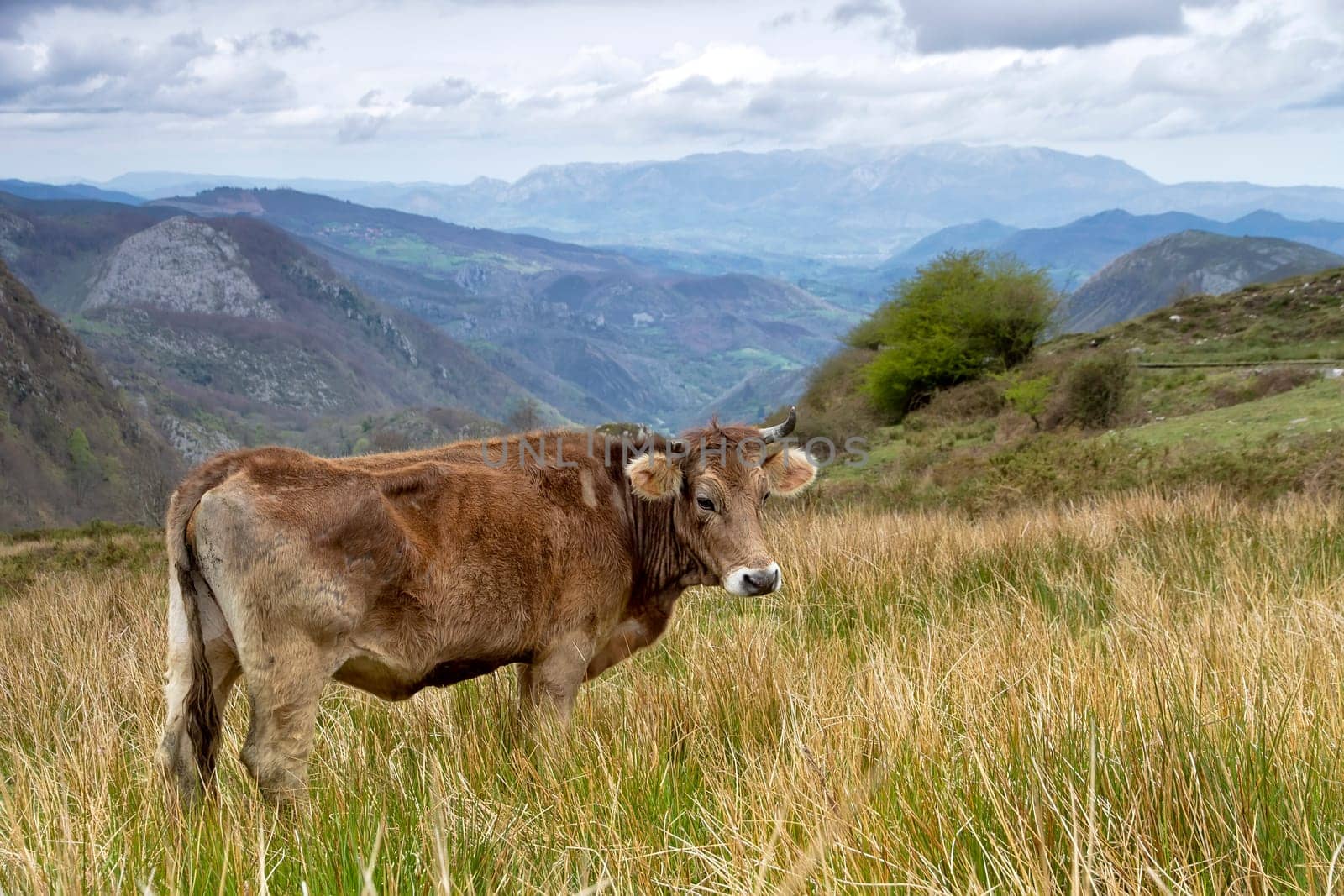 Cow on a pasture on a green grass, in Asturias, Spain.