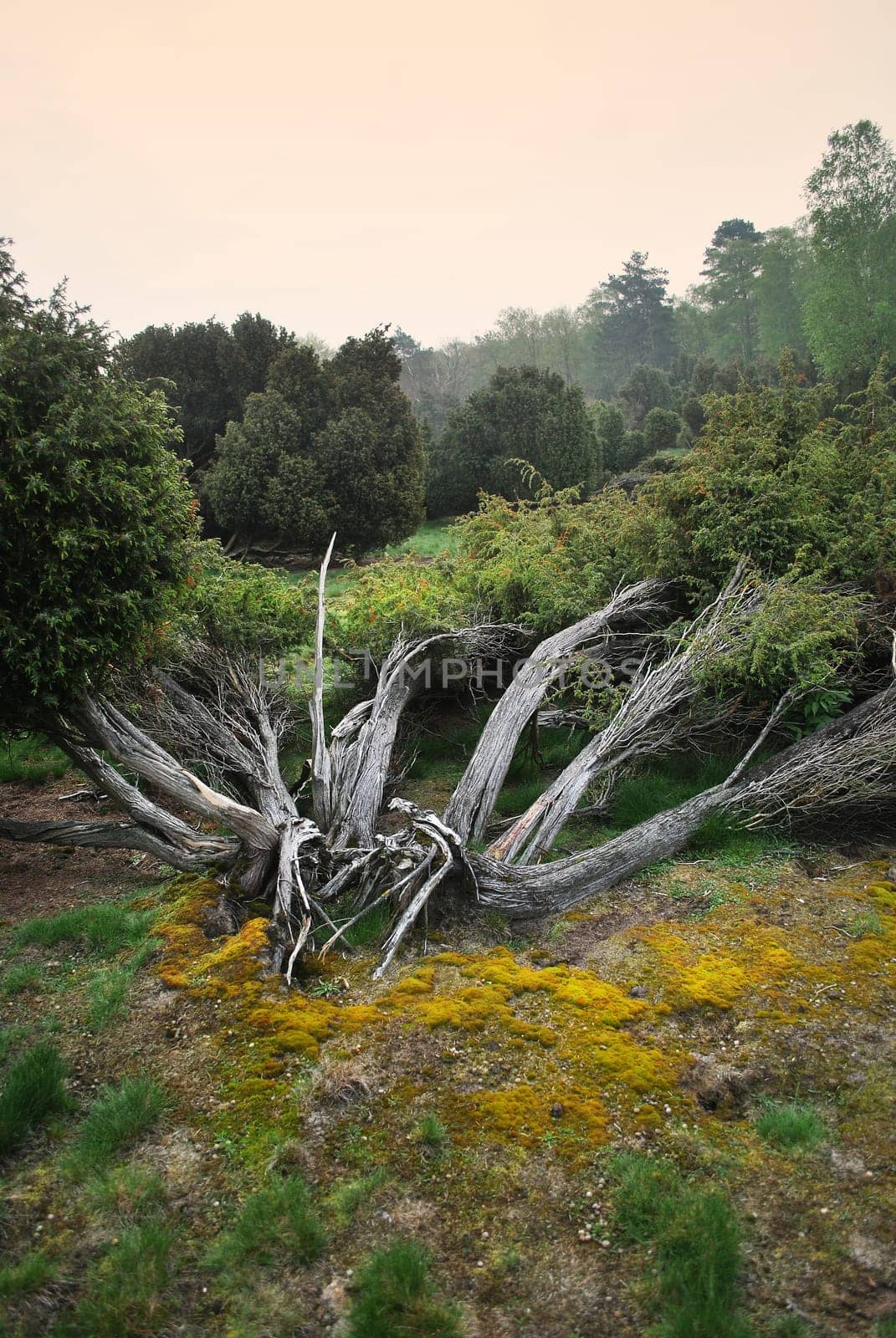 Heather roots