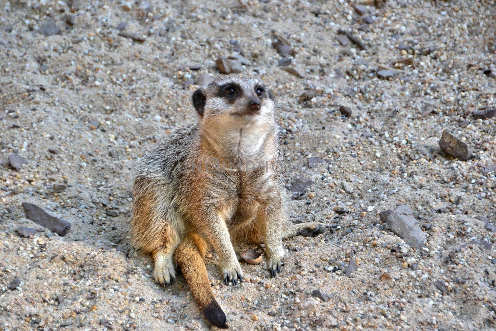 Erdmännchen