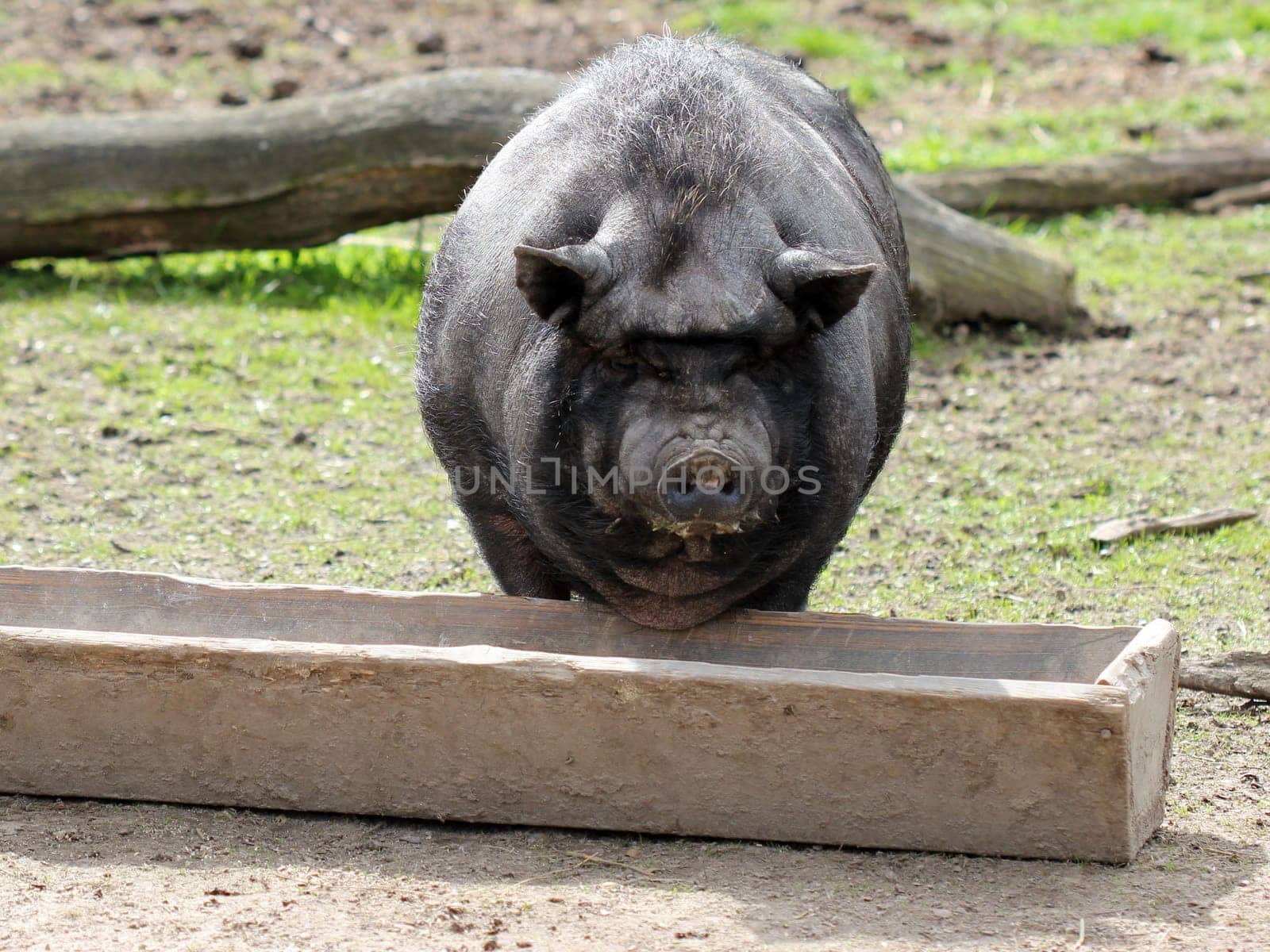 Pot-bellied pig at the feeding trough