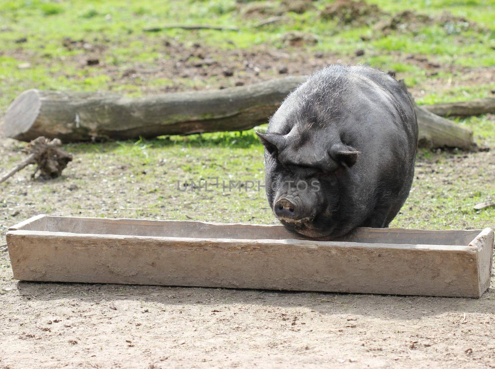 Pot-bellied pig at the feeding trough