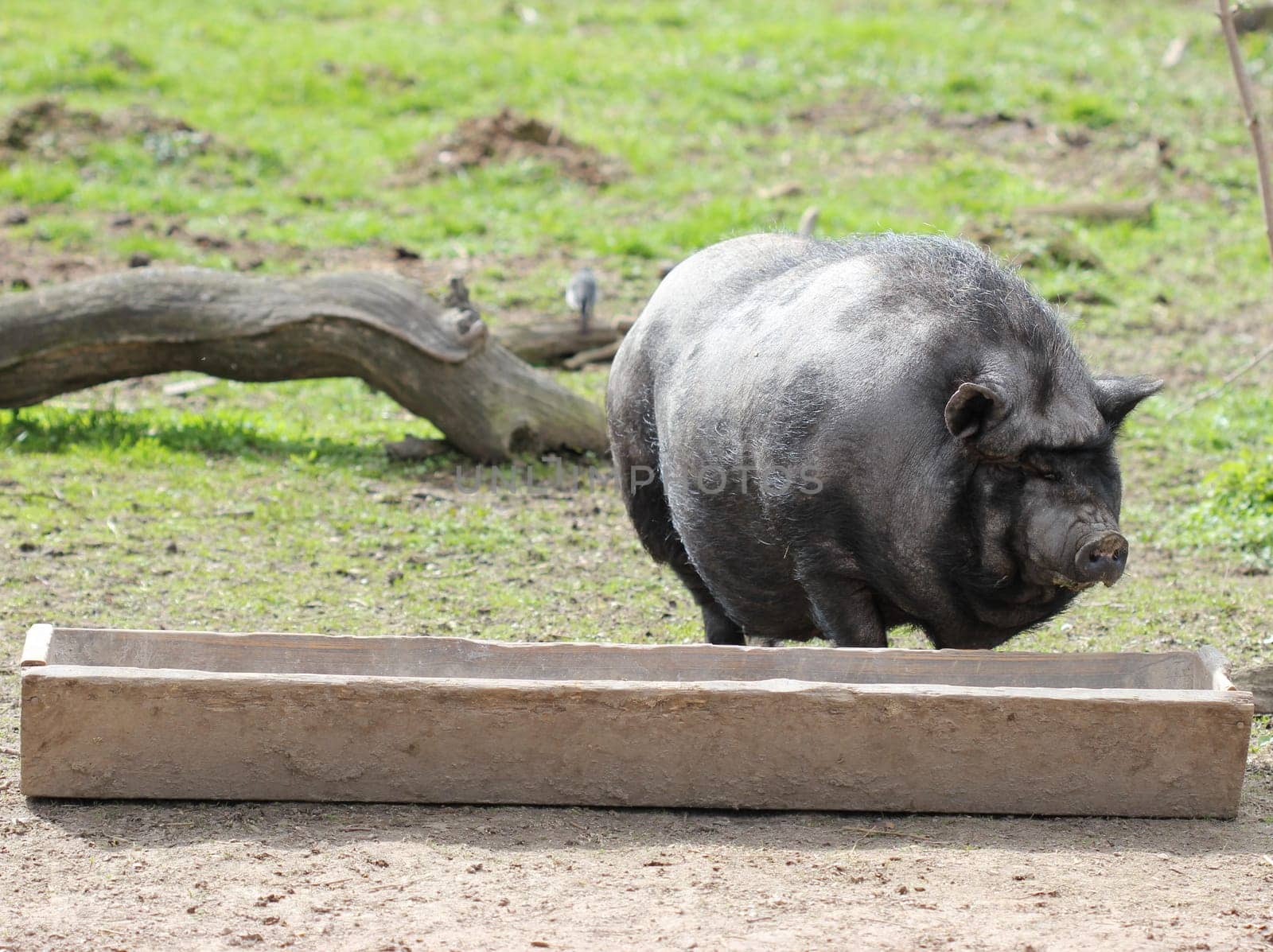 Pot-bellied pig at the feeding trough