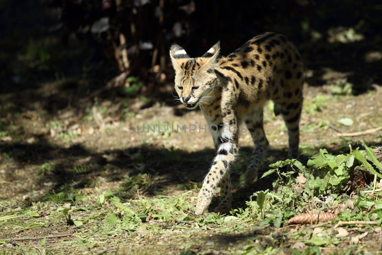 detail of a serval in captivity