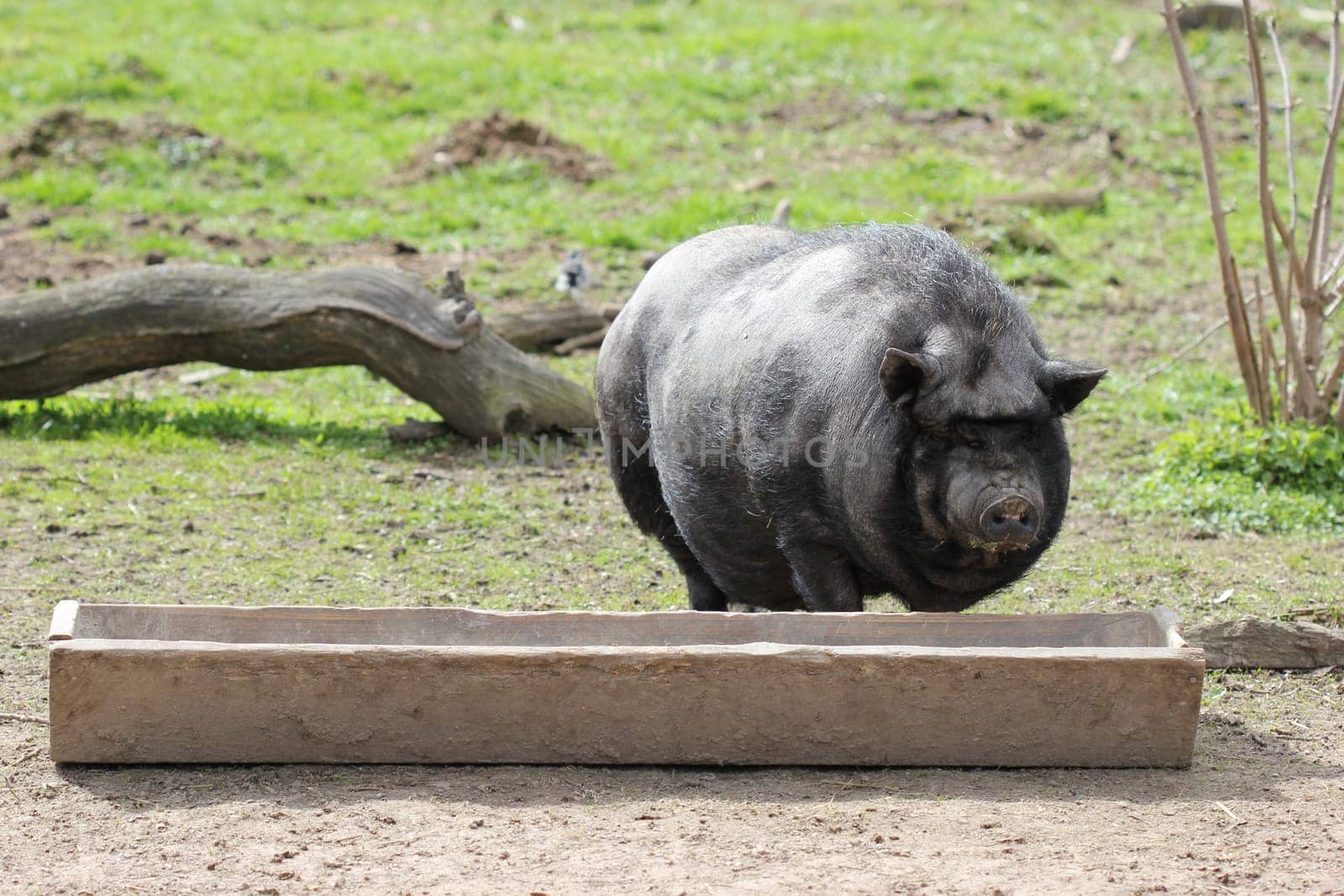 Pot-bellied pig at the feeding trough