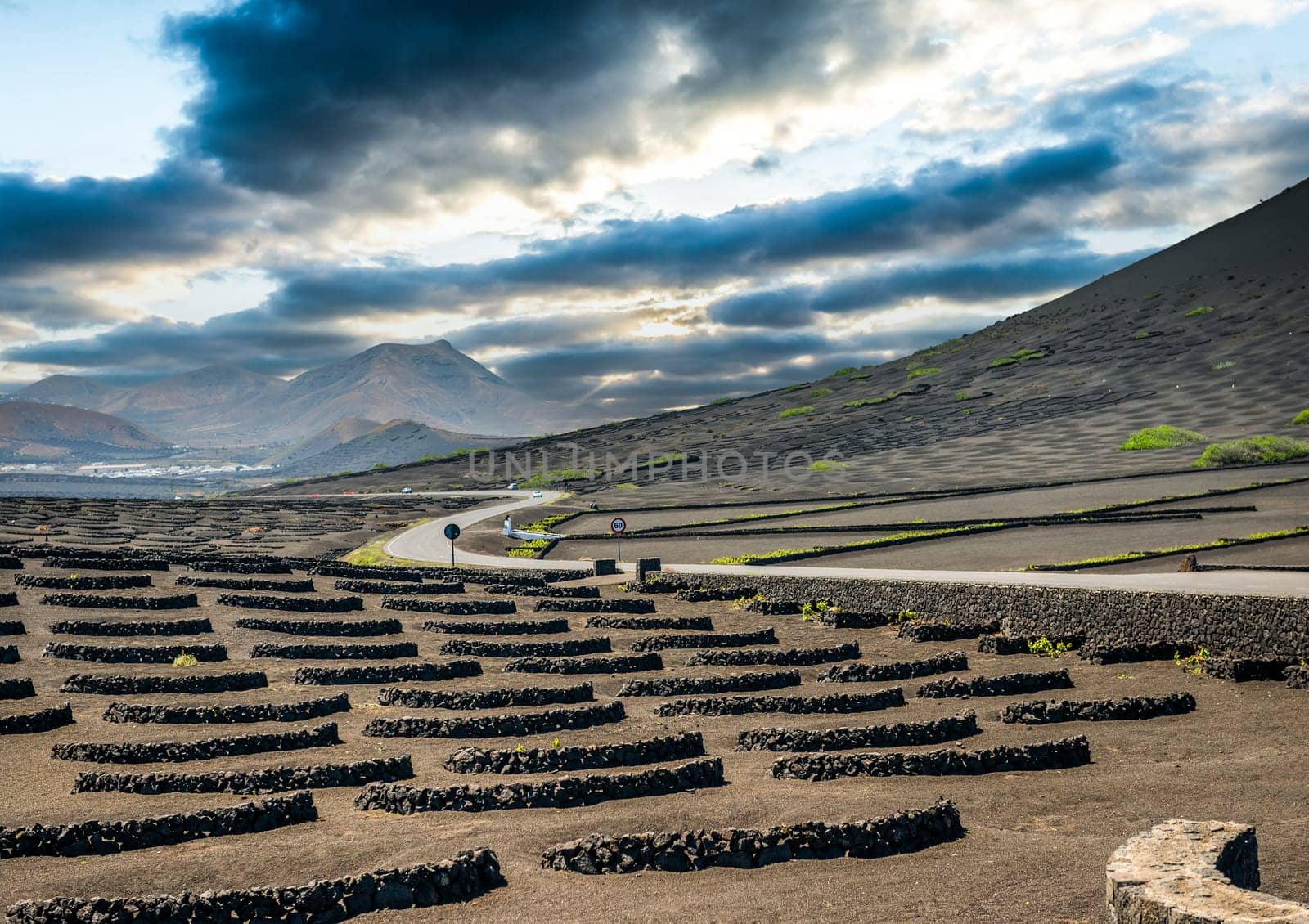 Vineyards in La Geria, Lanzarote, canary islands, Spain