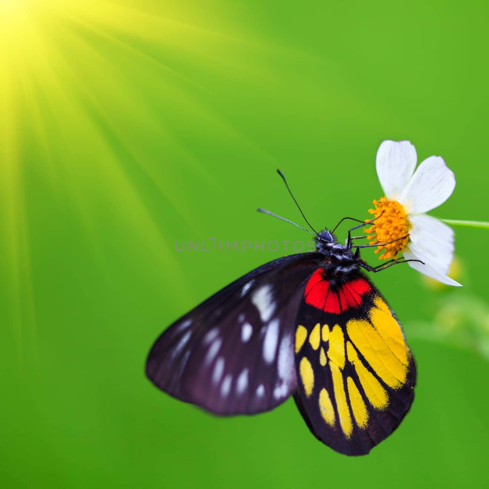 Beautiful buttefly sitting on flower over sunny green backgroun