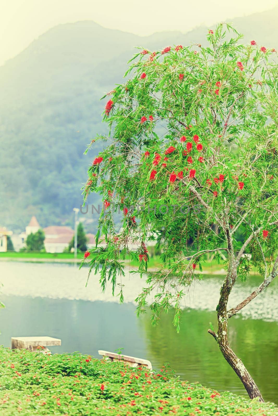 Vintage style landscape with beautiful tree and lake