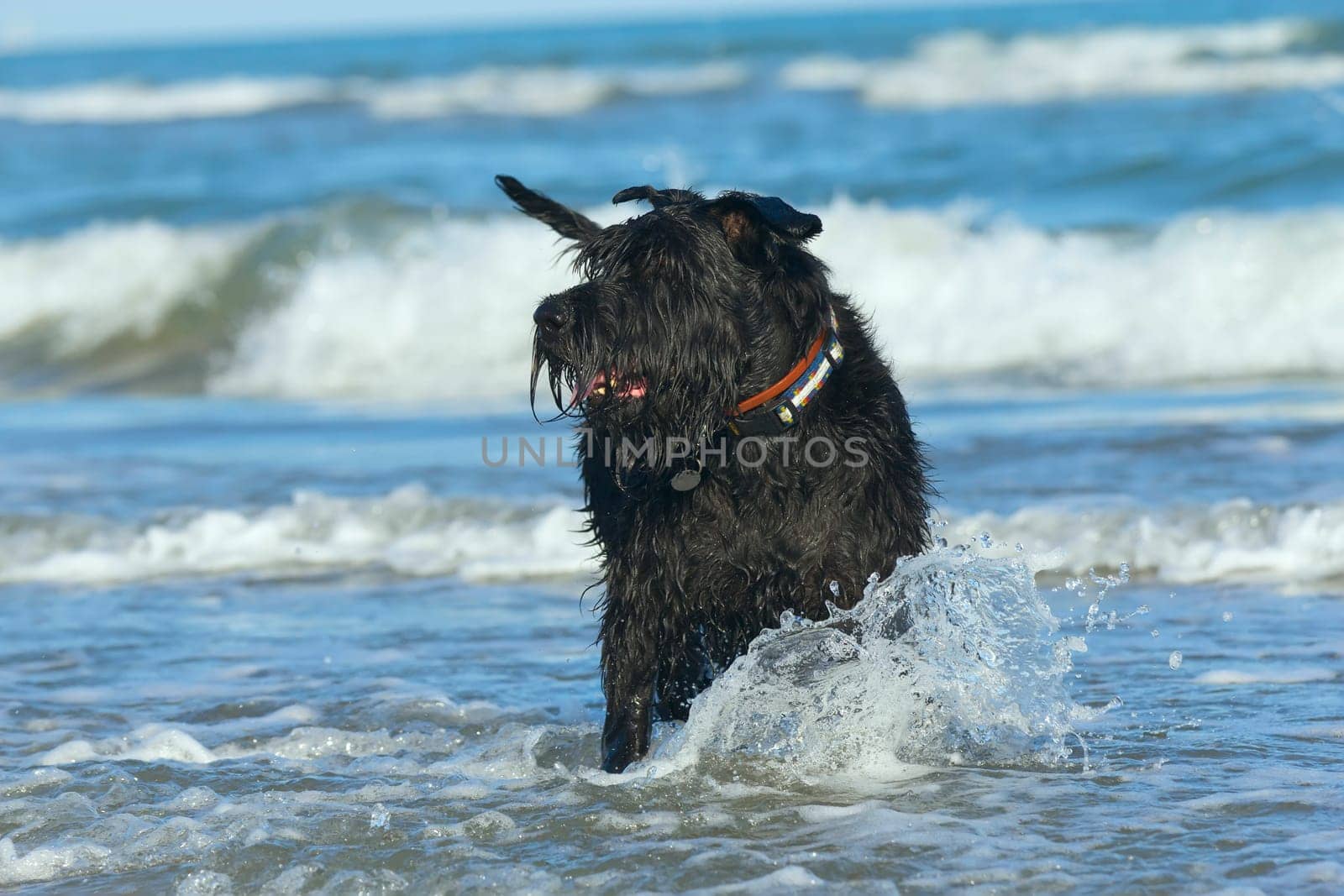Big Black Schnauzer Dog standing in the ocean waves on the coast