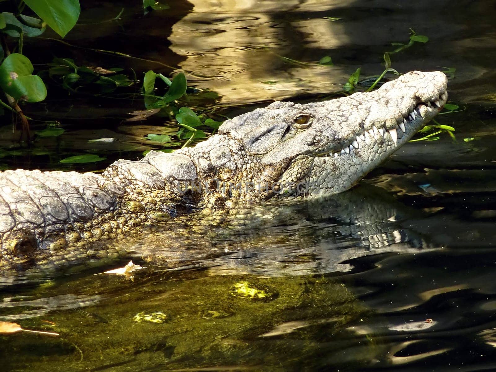 Crocodile
