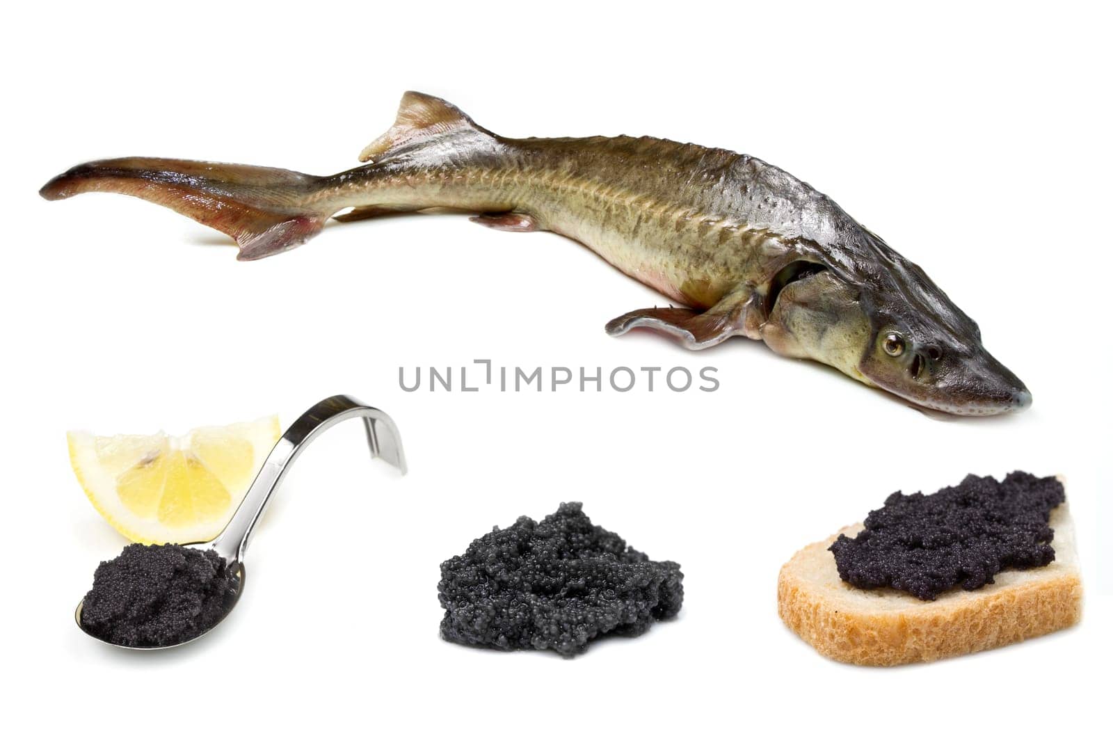 sturgeon fish isolated on white