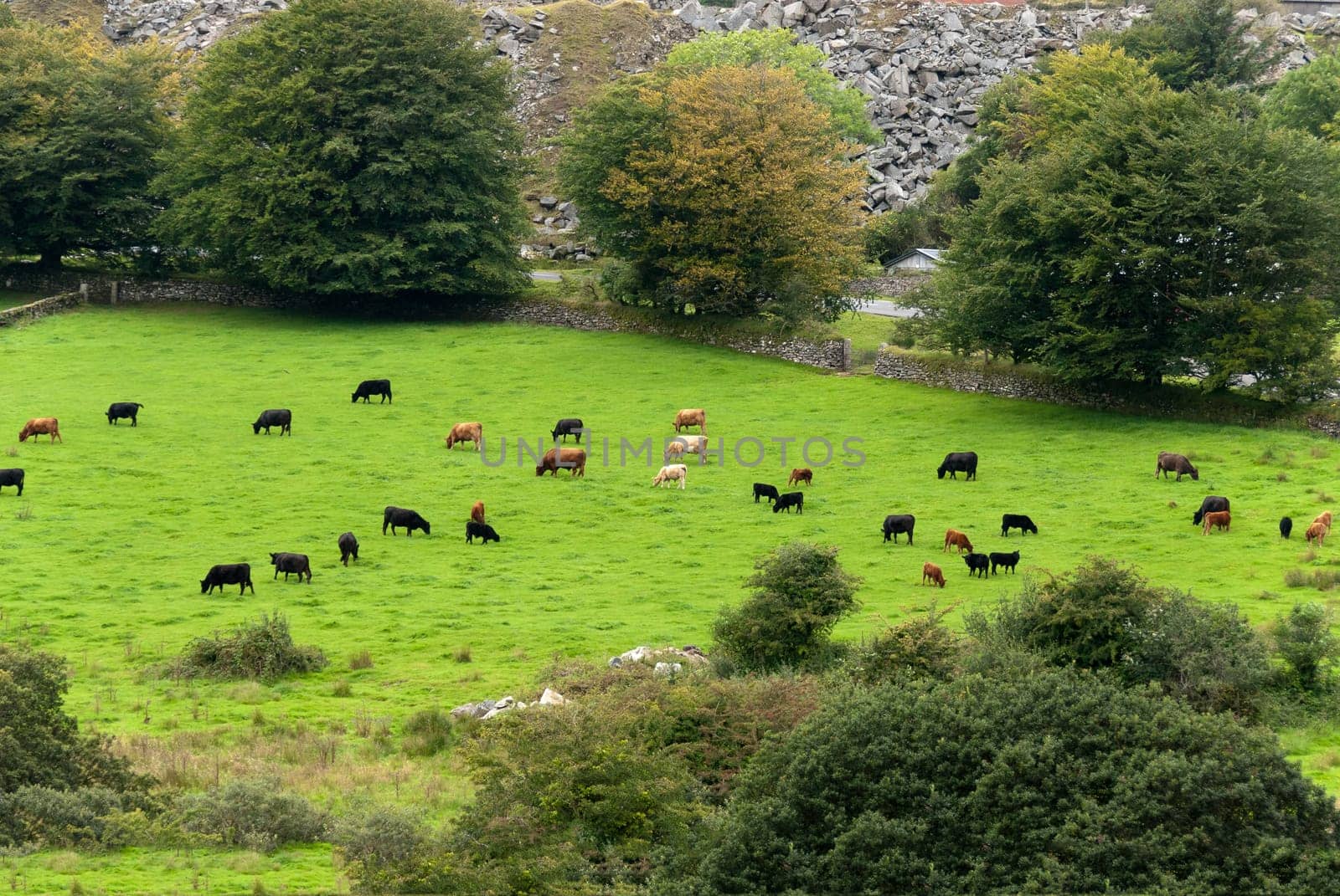 cows grazing on Dartmoor in Cornwall