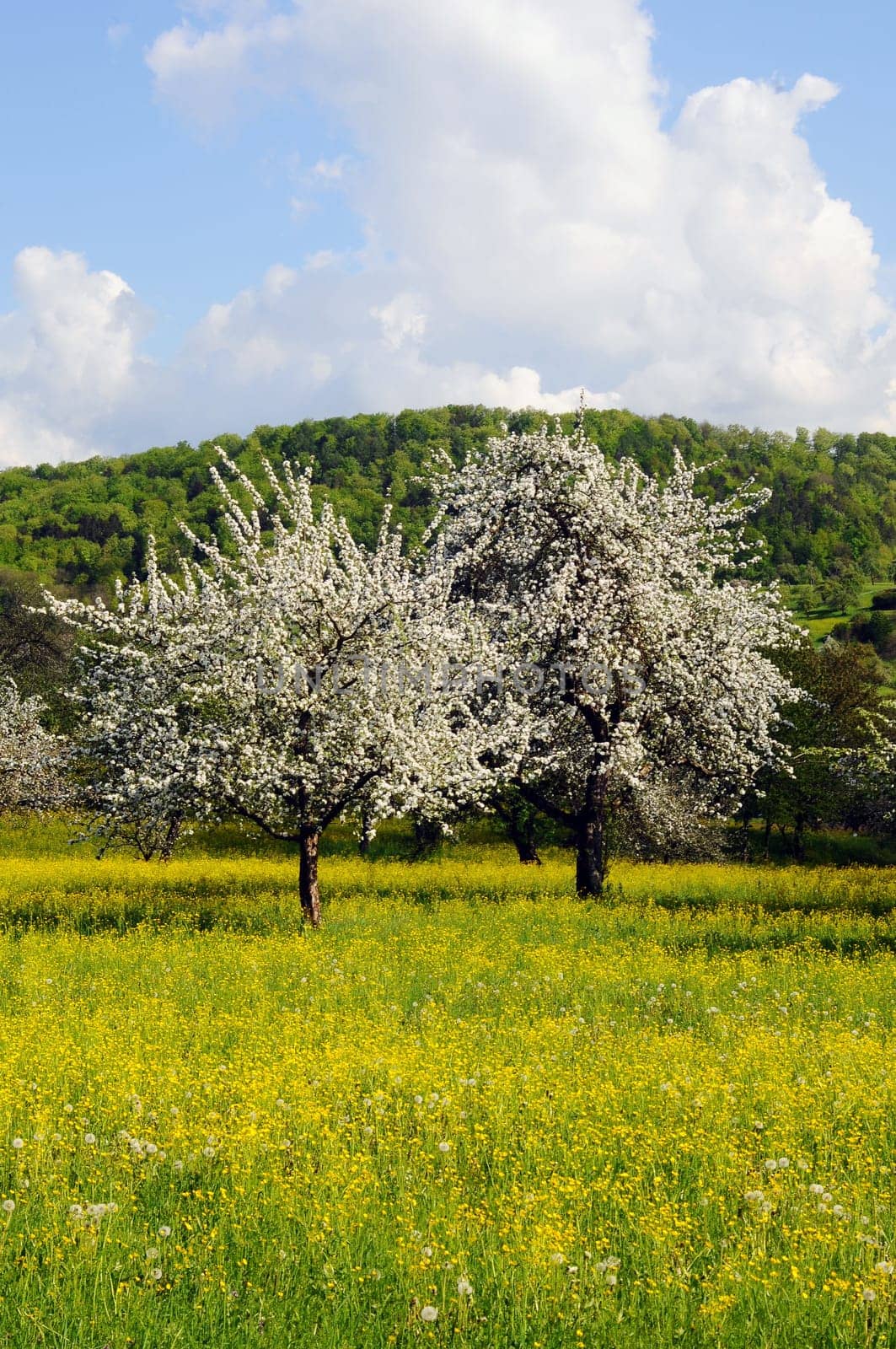 Tree blossom in the Welzheim Forest
