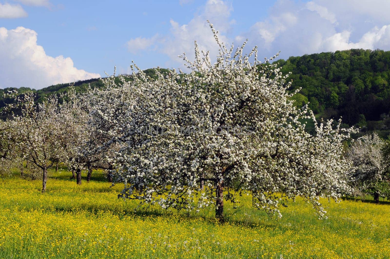 Tree blossom in the Welzheim Forest