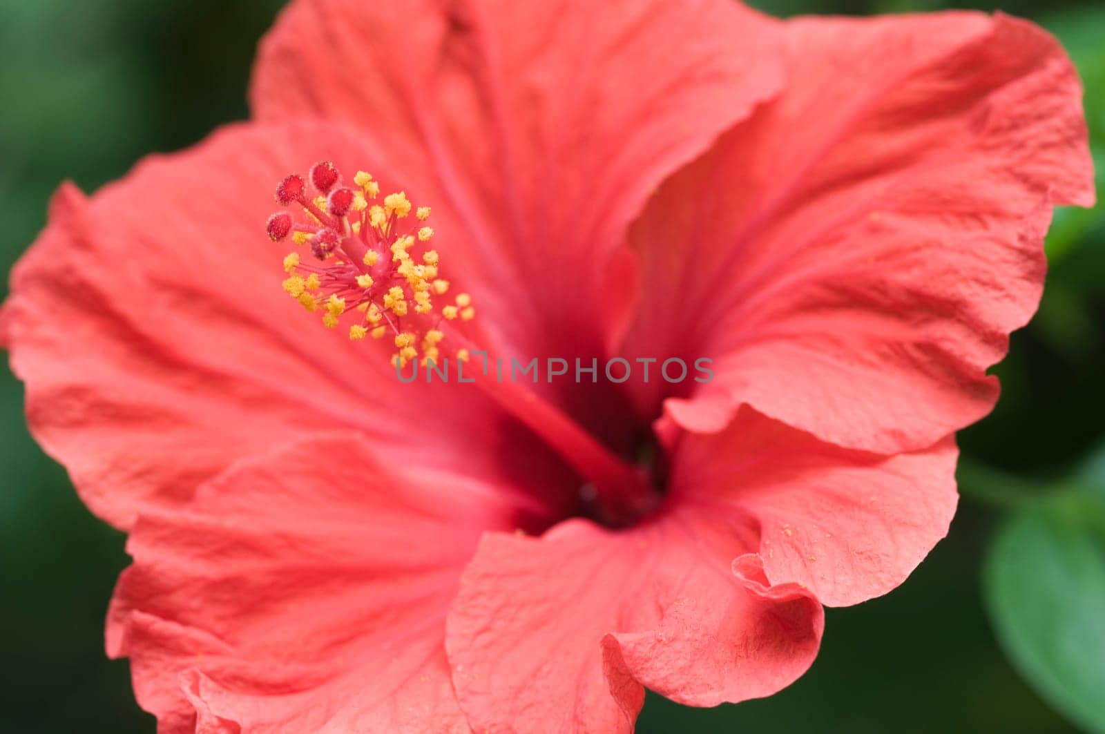 Close-up of a fiery red hibiscus flower with inflorescence