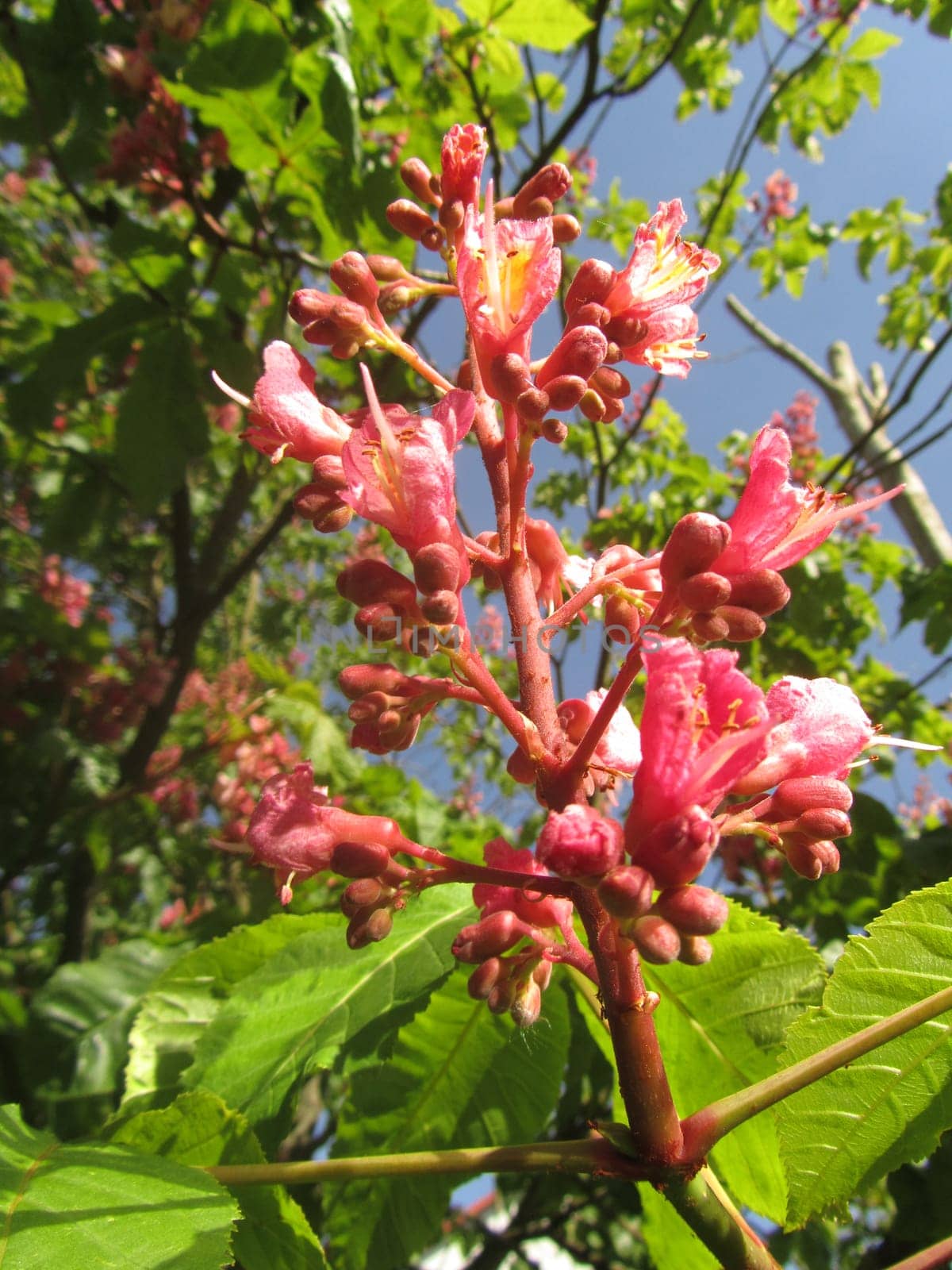 Flesh-red horse chestnut - Aesculus carnea 'rubicunda'