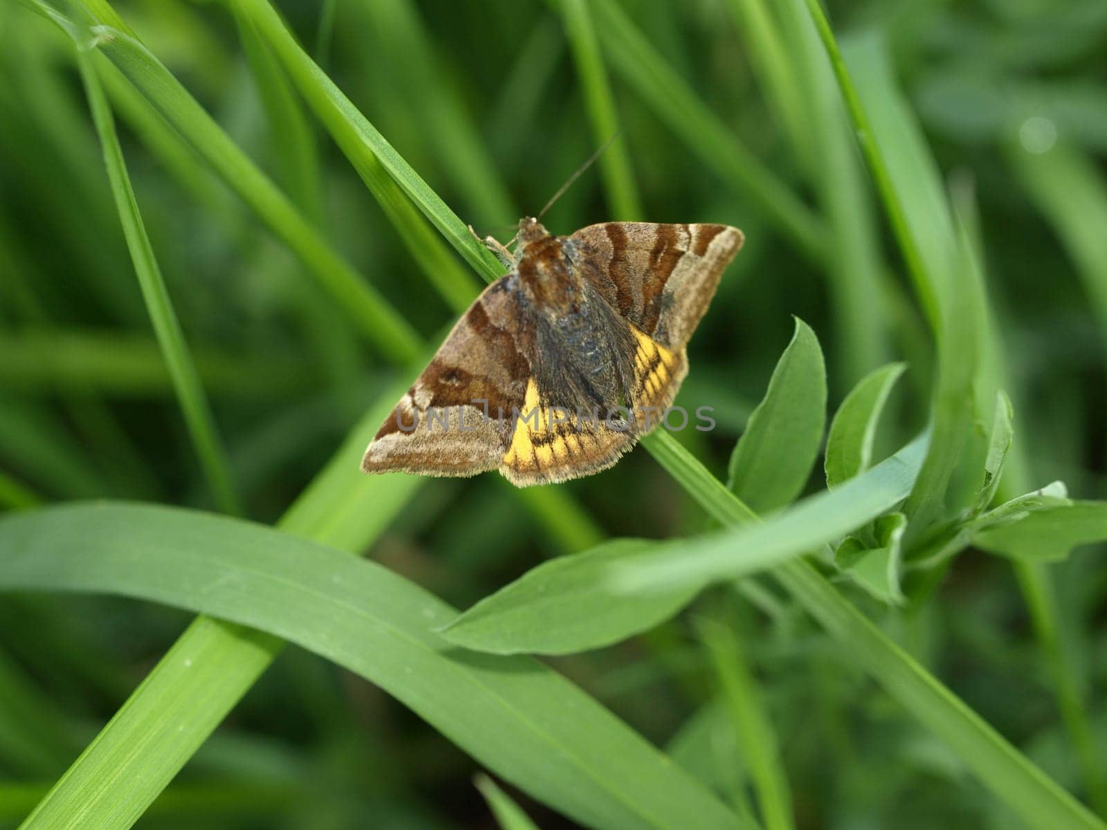 Burnet companion moth