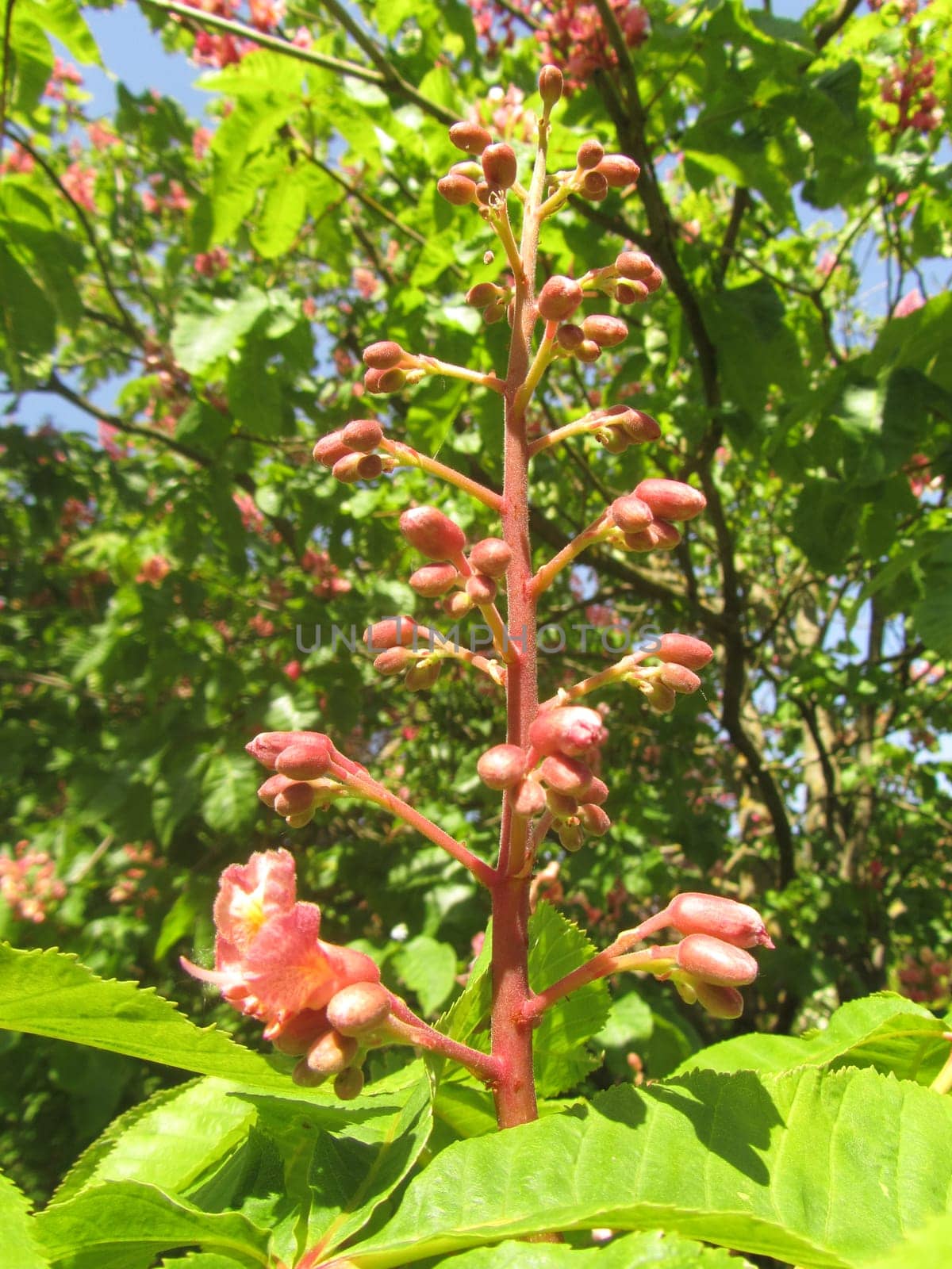 Flesh-red horse chestnut - Aesculus carnea 'rubicunda'