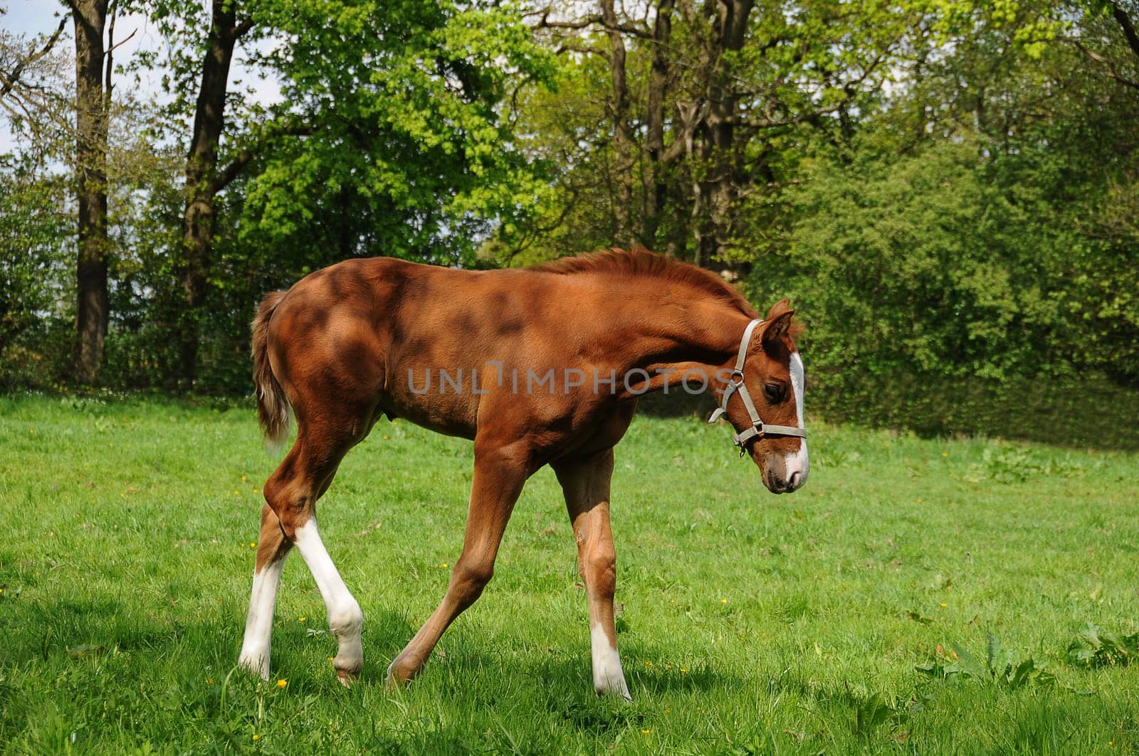 Foal