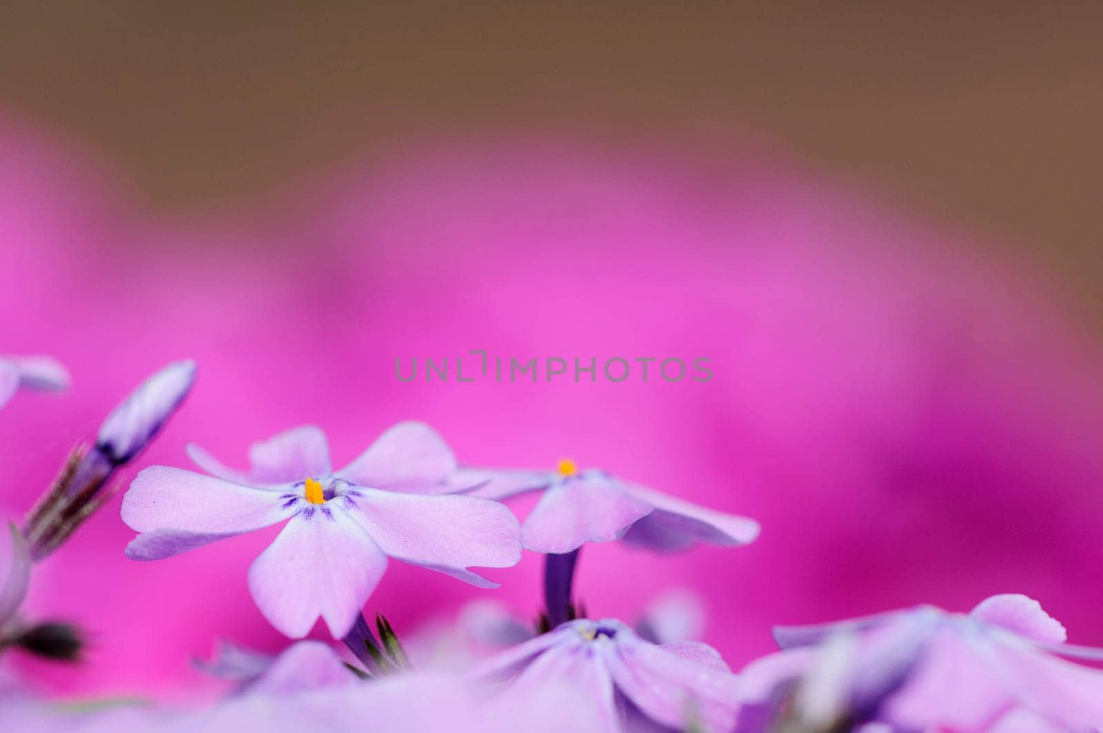 Spring Flowers