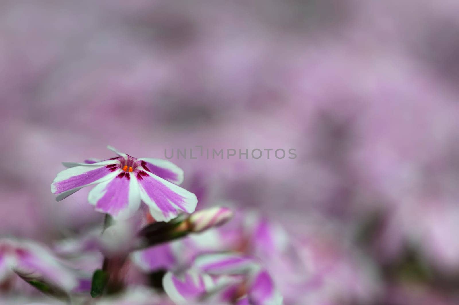 Spring Flowers