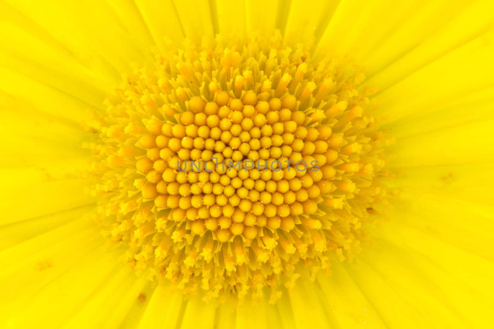 Floral background: Close-up shot of yellow daisy flower