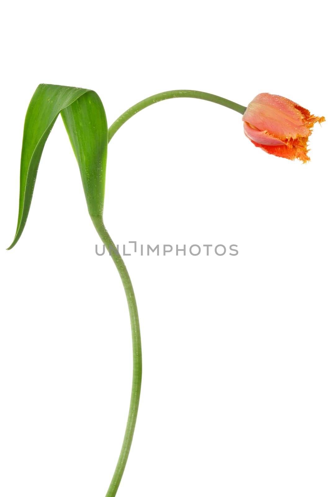 beautiful red tulip isolated on white background