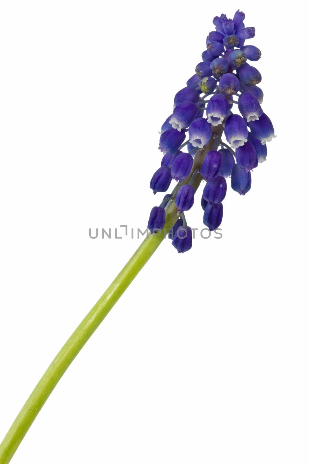 Beautiful blue flower isolated on white background