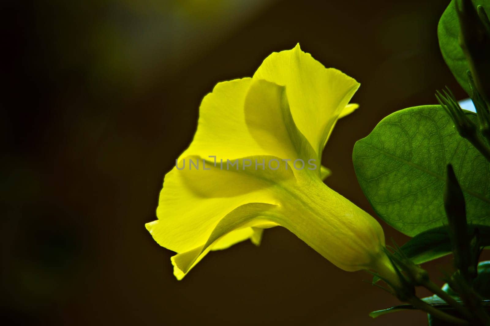 SONY DSC