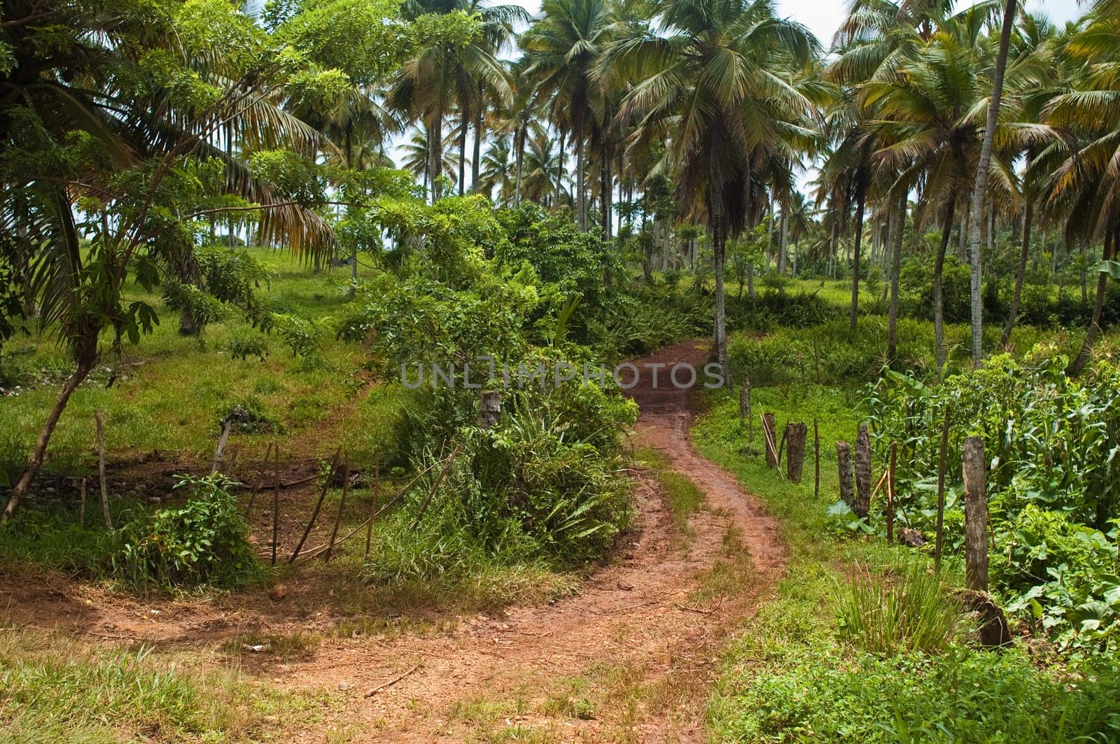 Road to Playa Rincon in the Dominican Republic
