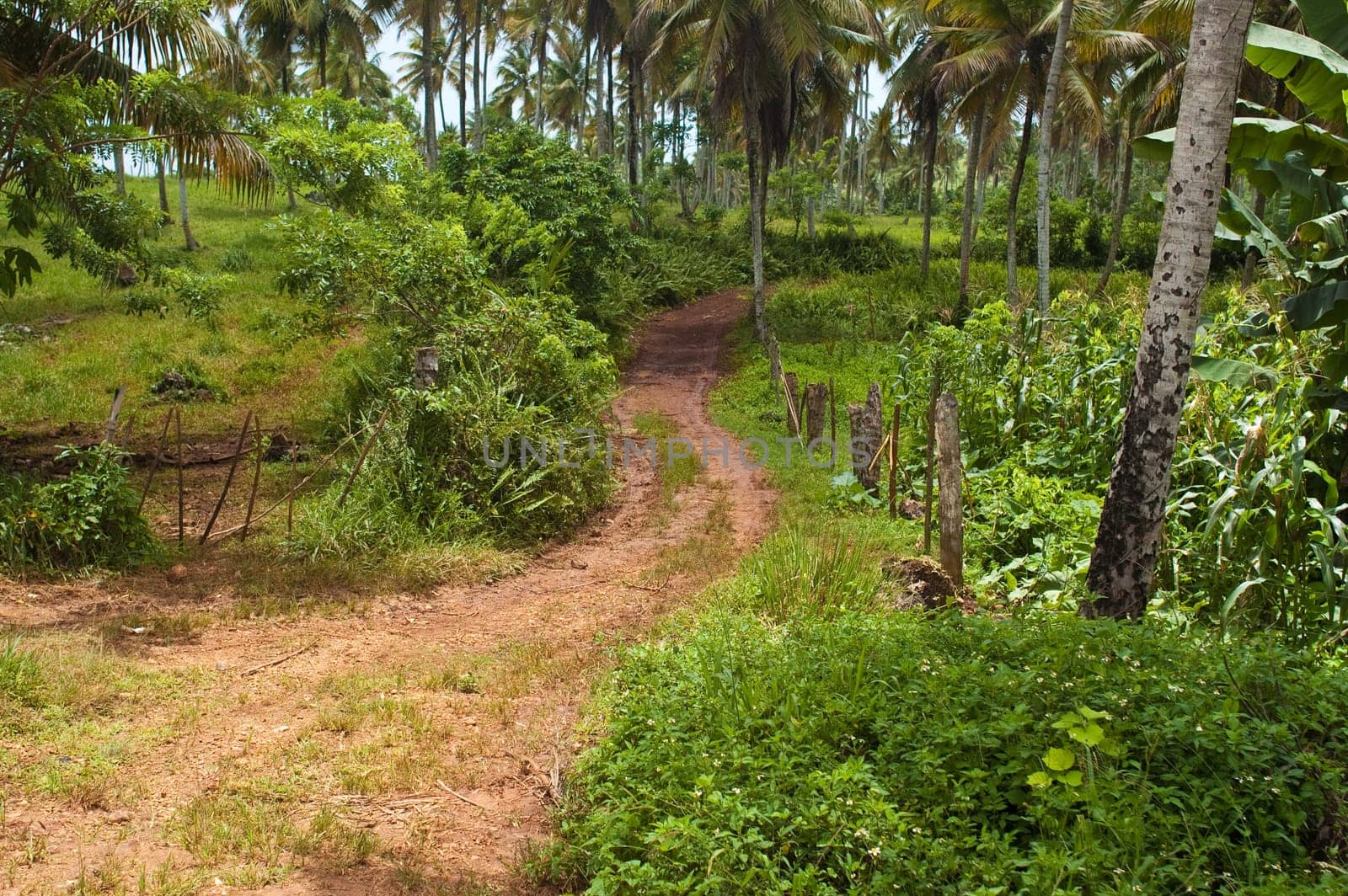 Road to Playa Rincon in the Dominican Republic
